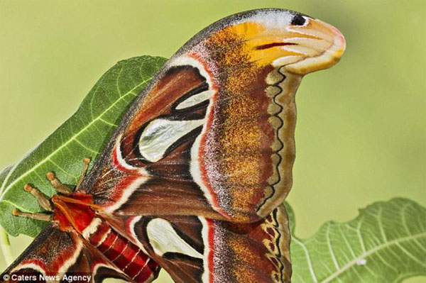 Picture 2 of Butterflies disguising themselves as tigers threaten enemies terribly