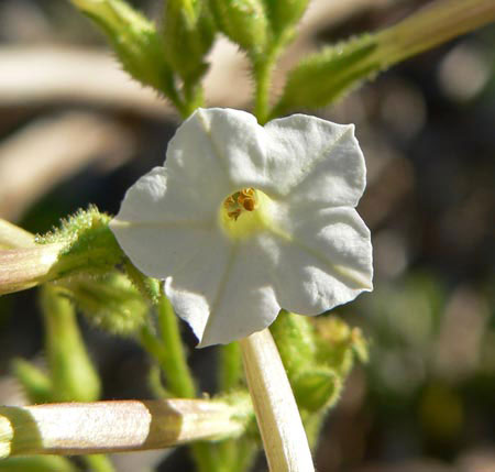 Picture 1 of Butterflies tobacco plants