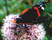 Picture 1 of Butterfly - a super-scammer