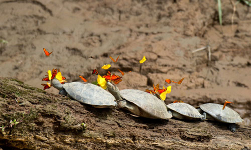 Picture 7 of Butterfly drinking turtle tears