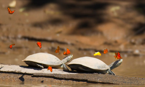 Picture 8 of Butterfly drinking turtle tears