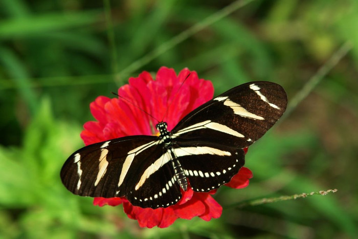 Picture 1 of Butterfly's wicked secret