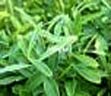 Picture 1 of Buxus sinica Rehd ct Wils