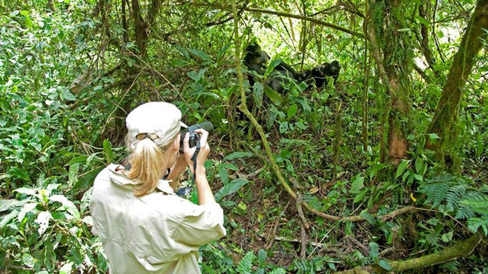 Picture 6 of Bwindi National Park is banned