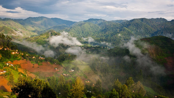 Picture 7 of Bwindi National Park is banned