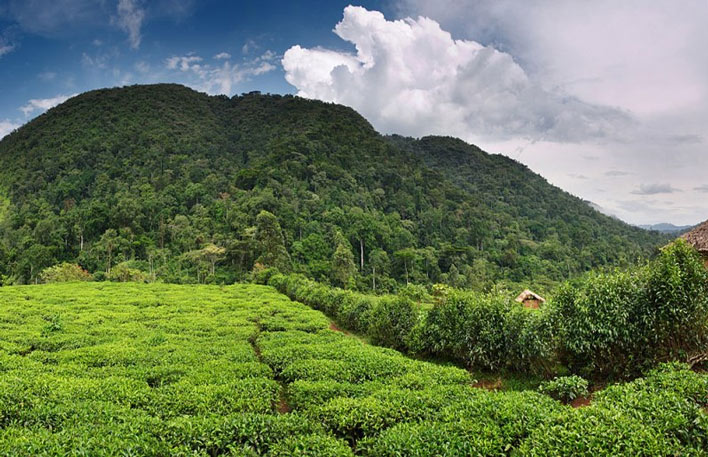 Picture 8 of Bwindi National Park is banned