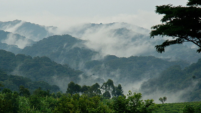 Picture 9 of Bwindi National Park is banned