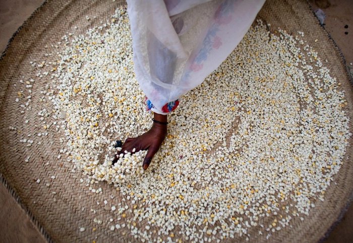 Picture 2 of By 2050, climate change will cause half a million people to die from starvation