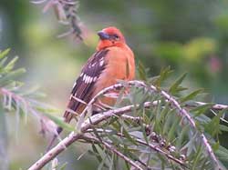 Picture 1 of By 2100, nearly 10% of birds were extinct