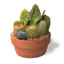 Picture 1 of Cactus can also generate electricity
