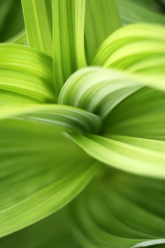 Picture 1 of Calcium helps plants defend themselves