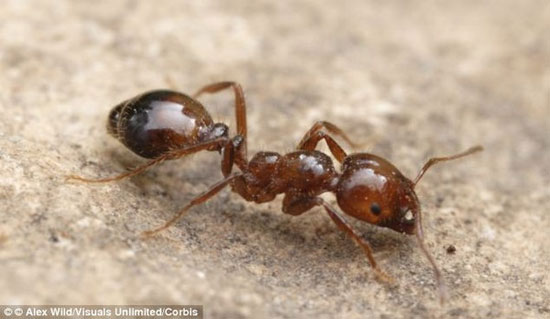 Picture 1 of Calculation table of pain when being bitten by an insect