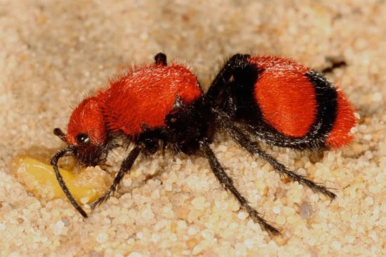 Picture 4 of Calculation table of pain when being bitten by an insect