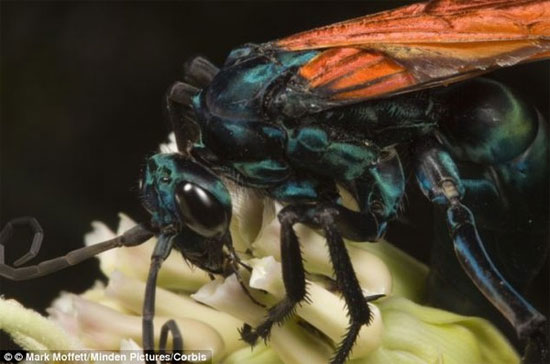 Picture 5 of Calculation table of pain when being bitten by an insect