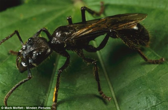 Picture 6 of Calculation table of pain when being bitten by an insect