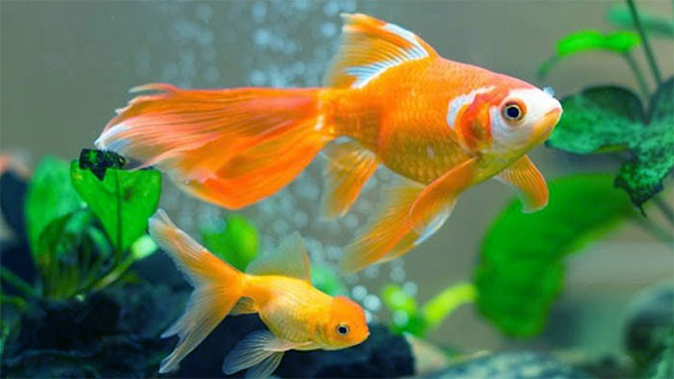 Picture 2 of Called 'goldfish brain', but how exactly is this fish remembered?