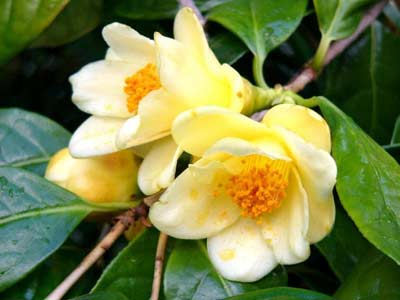 Picture 2 of Camellia tea - Camellia chrysantha