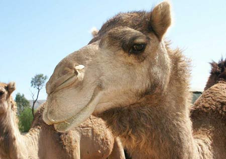 Picture 1 of Camels cost nearly $ 1 million