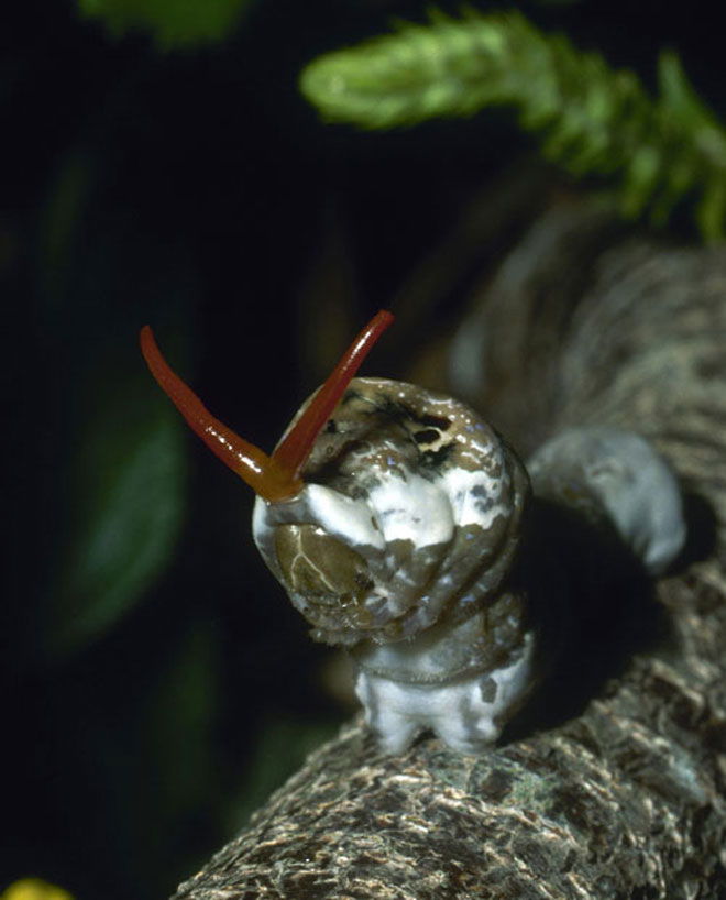 Picture 10 of Camouflage art of caterpillars
