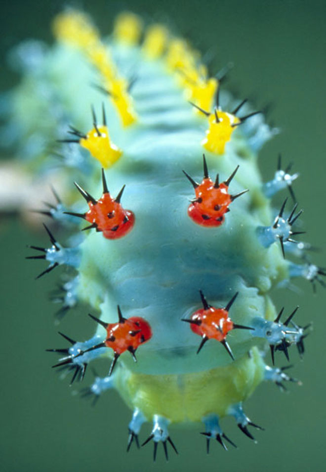 Picture 7 of Camouflage art of caterpillars