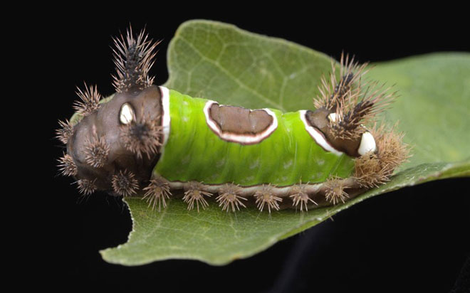 Picture 8 of Camouflage art of caterpillars