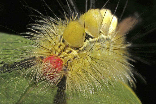 Picture 9 of Camouflage art of caterpillars