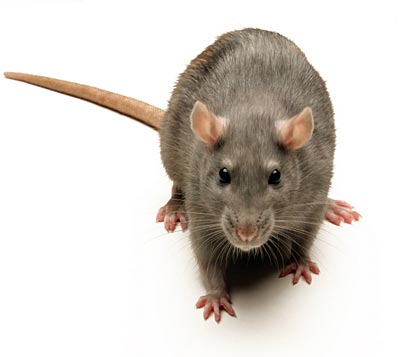 Picture 1 of Campaign to destroy all mice on the Island ... mouse