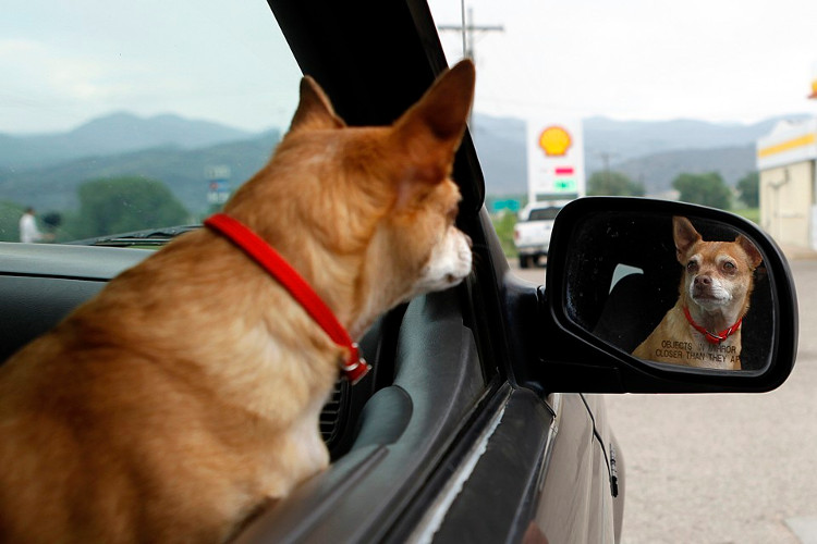 Picture 1 of Can animals recognize them when looking at mirrors?