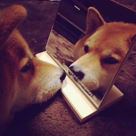 Picture 2 of Can animals recognize them when looking at mirrors?