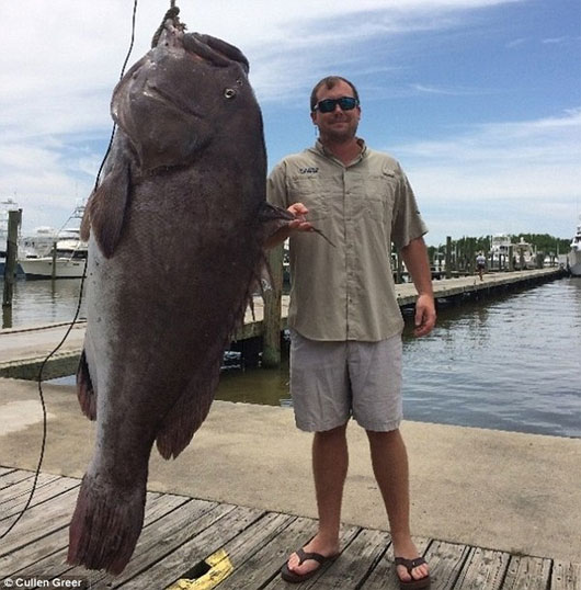 Picture 1 of Can catch giant grouper, more than a hundred pounds