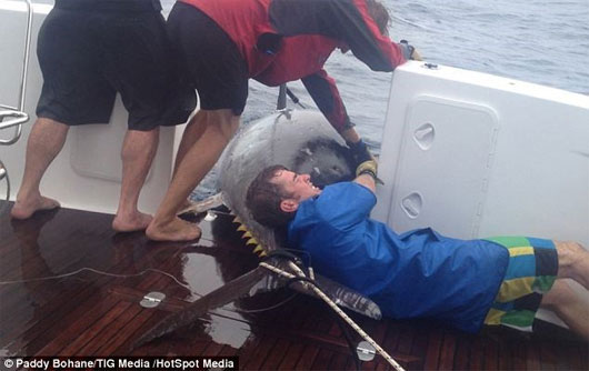 Picture 2 of Can catch tuna 'super terrible' weighs 411.6kg