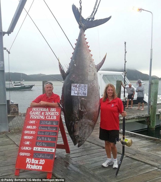 Picture 3 of Can catch tuna 'super terrible' weighs 411.6kg