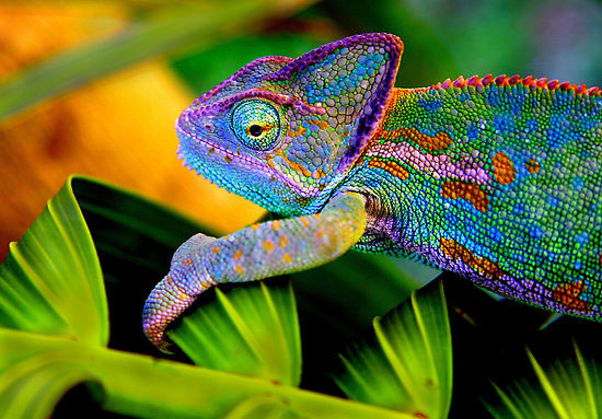 Picture 1 of Can chameleon blinds change color?