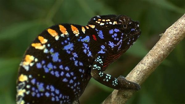 Picture 2 of Can chameleon blinds change color?