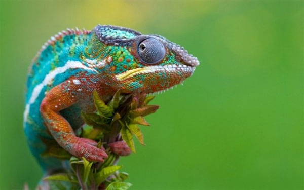 Picture 4 of Can chameleon blinds change color?