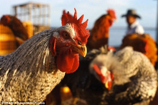 Picture 1 of Can chicken cure deafness itself?