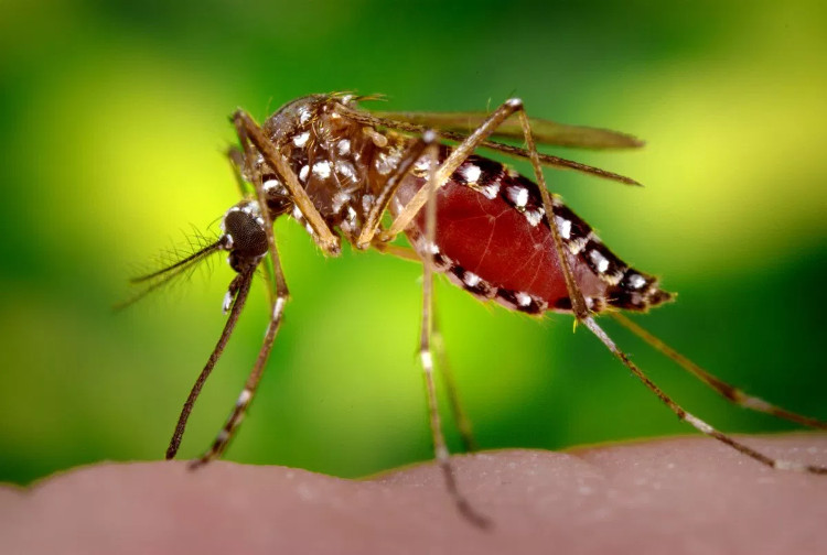 Picture 1 of Can dengue fever be transmitted sexually?