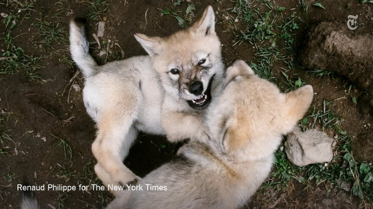 Picture 2 of Can domesticated dogs like domestic dogs tame?