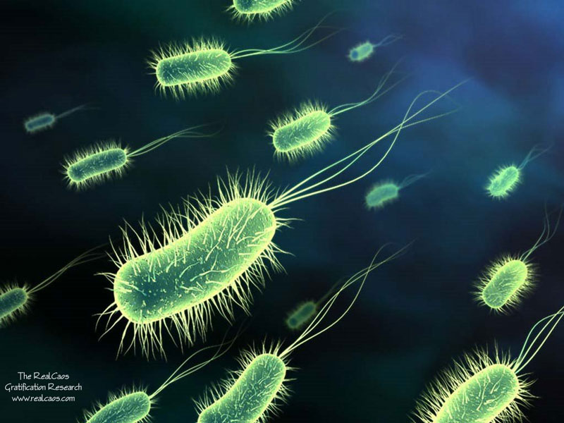 Picture 1 of Can eradicate ulcer-causing bacteria, bowel cancer