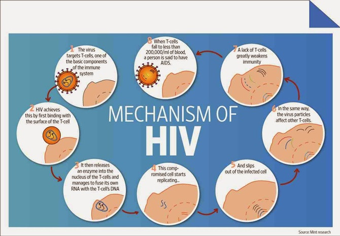 Picture 2 of Can marrow transplant kill HIV cells?