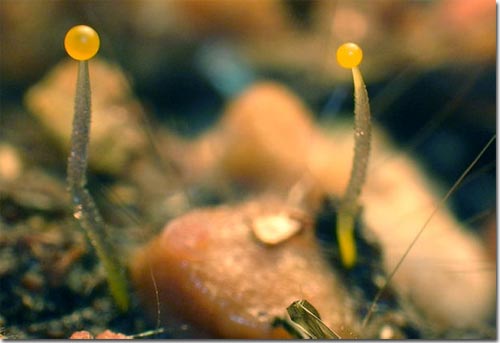 Picture 1 of Can mushrooms tell us the evolution of two sexes?