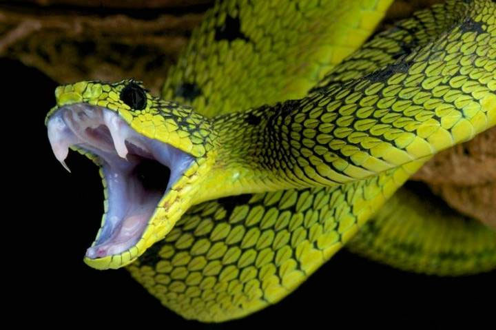 Picture 1 of Can snakes bite themselves with its venom?