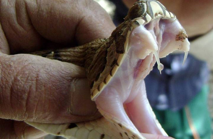 Picture 2 of Can snakes bite themselves with its venom?