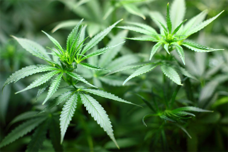 Picture 1 of Can the CBD compound extracted from cannabis can control mental disorders?