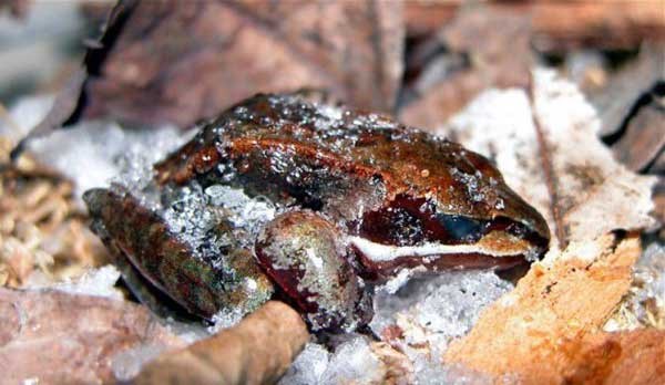 Picture 3 of Can the frog frog freeze survive?