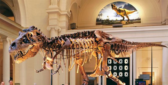Picture 1 of Can the gender of dinosaur fossils be determined?