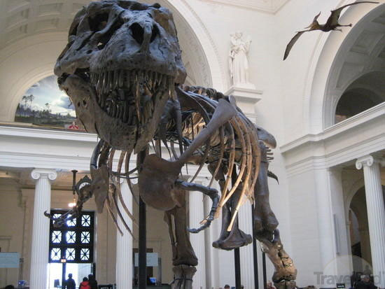 Picture 3 of Can the gender of dinosaur fossils be determined?