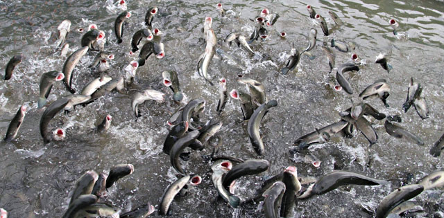 Picture 6 of Can Tho farmer called ten thousand snakehead fish dancing on the water