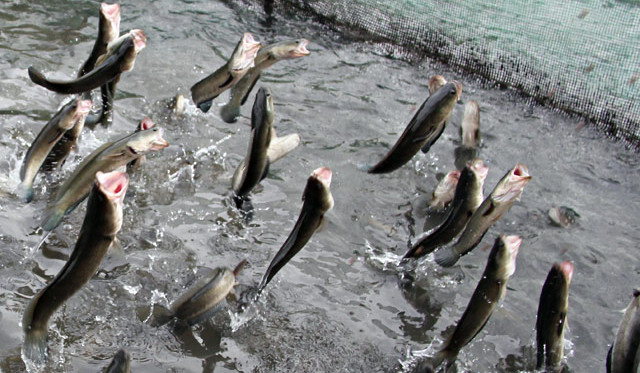 Picture 7 of Can Tho farmer called ten thousand snakehead fish dancing on the water