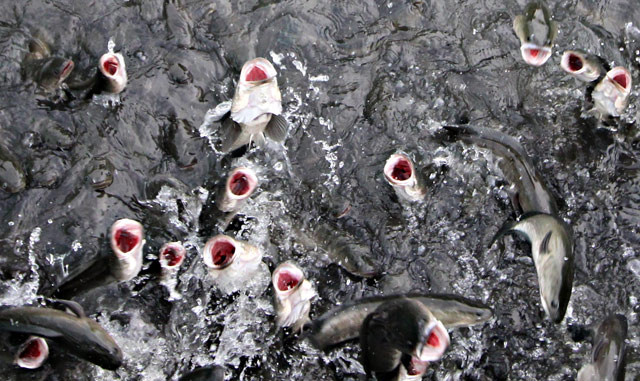 Picture 8 of Can Tho farmer called ten thousand snakehead fish dancing on the water